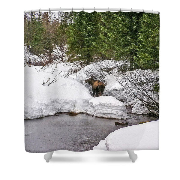 Moose in Alaska Shower Curtain