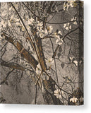 The Dogwoods of Spring Canvas Print